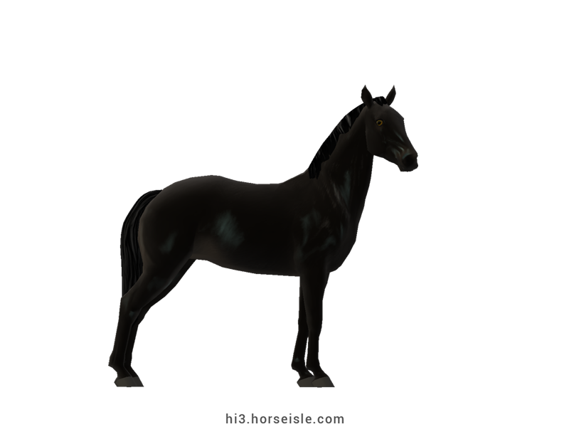 Spotted Saddle Horse - Solid Registry Smoky Black Coat